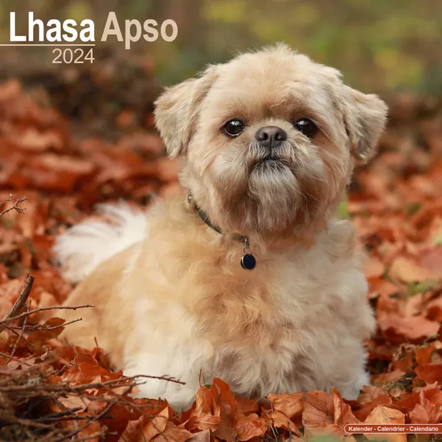 LHASA APSO CALENDAR 2024 Dog Breed Wall Calendar 15 OFF MULTI ORDERS