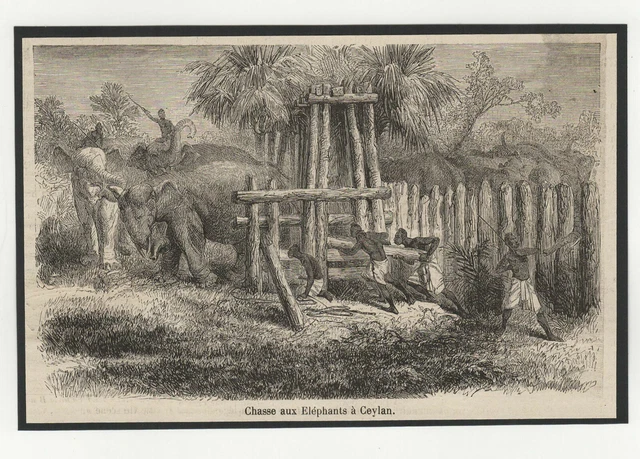 Elephant Hunting in Ceylon Sri Lanka Small Engraving 19th Century /B6gr6A