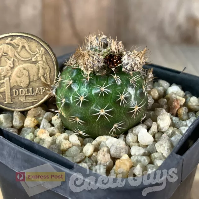 Frailea grahliana, nice self-fertile Cactus [shown in 68mm pot] Rare Succulent