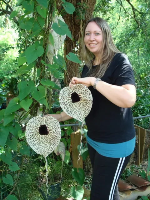 Dutchman's Pipe Vine --- Aristolochia grandiflora --- 10+ Fresh Seeds