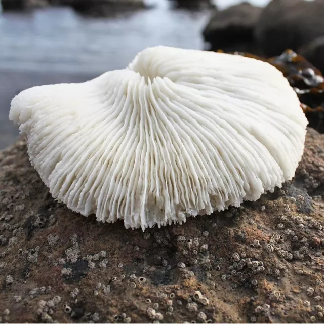 Mushroom Coral Ornament | Faux Resin Sculpture