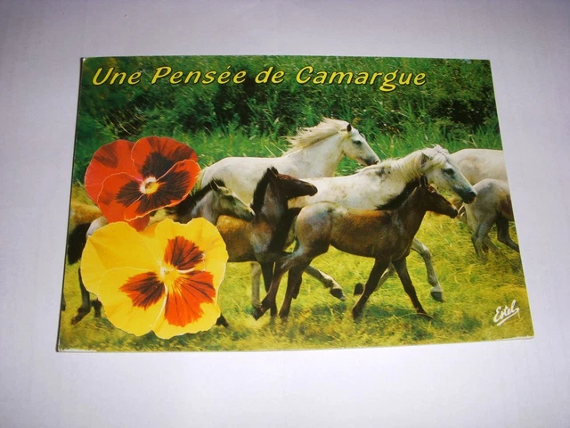 CP CARTE POSTALE GARD CAMARGUE JUMENTS et POULAINS CAMARGUAIS - ECRITE