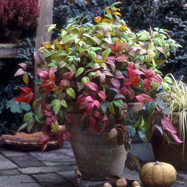 Nandina domestica (Heavenly Bamboo Plant) in a 2L Pot