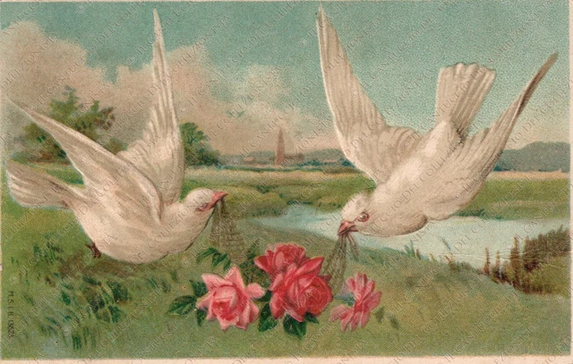 Colombe che portano Rose Natura Paesaggio con animali Cartolina
