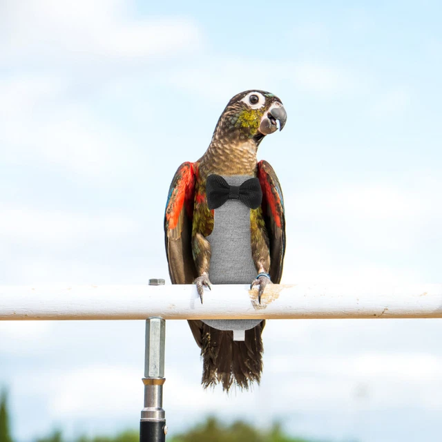 Costume de d'oiseau Réutilisable Diaper Diaper Parrot Vêtements Bird Flight