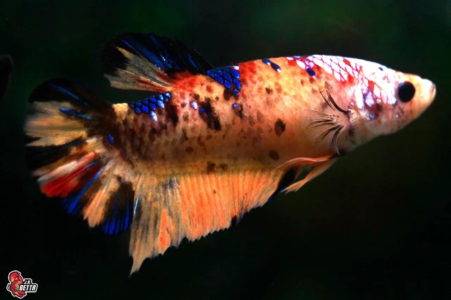 Giant Betta Fish Koi Nemo Female Hmpk Size 6.3-6.4 cm. including Tail #F163