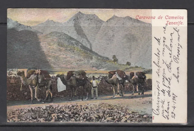 Postal De Tenerife Circulada En El Año 1907 (Caravana De Camellos)