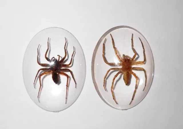 Insect Cabochon Water Spider Specimen Oval 30x40 mm Clear 2 pieces Lot