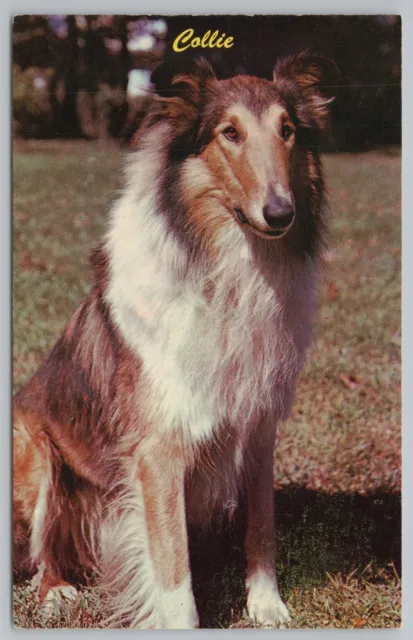 Animal~Collie Dog in Meadow~Vintage Postcard