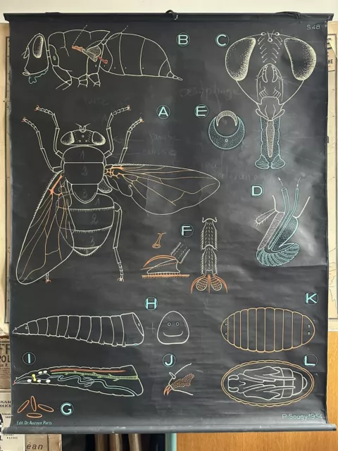 Carte affiche scolaire vintage no Vidal Dr Auzoux numéro 48 - la Mouche