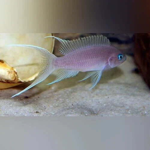 1 Live Gracilis Brichardi Premium Freshwater Tropical Fish High Quality Grade A+