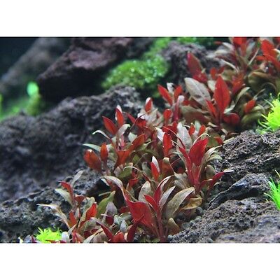 Alternanthera Reineckii Mini Tissue Culture Rare Fresh Live Aquarium Plants