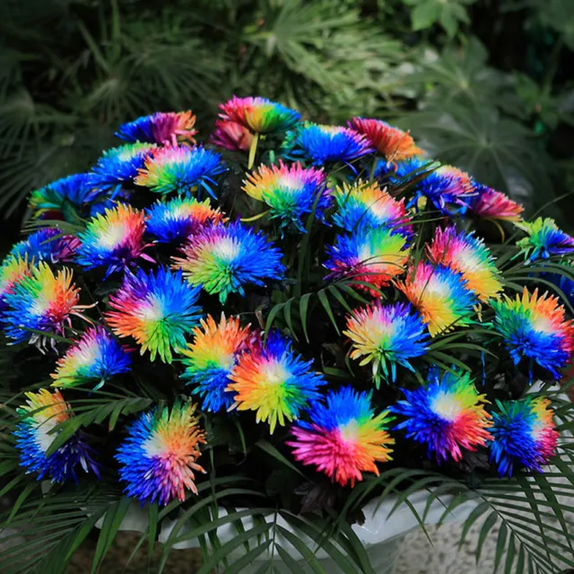 100 Rare Rainbow Chrysanthemum Seeds Flowers Seed Bright Color Plants