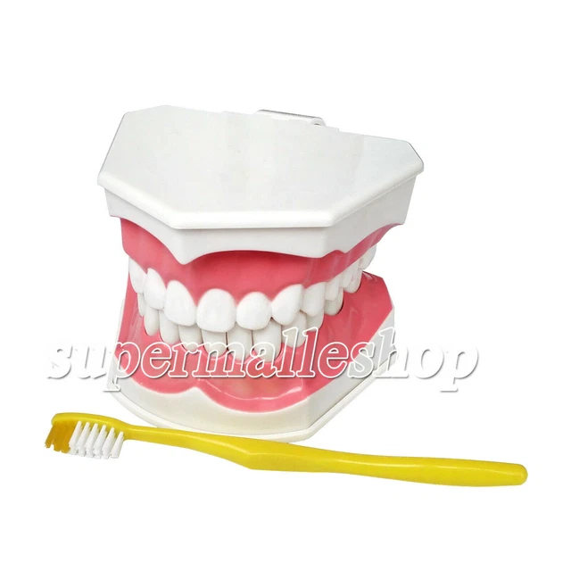Dental Adult Education Teaching Model with Removable Lower Teeth and Toothbrush