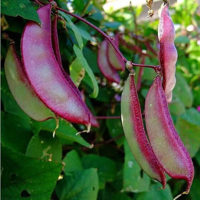 10+ Hyacinth bean Asia Hyacinth Bean Seeds Purple Flower Lablab purpureus