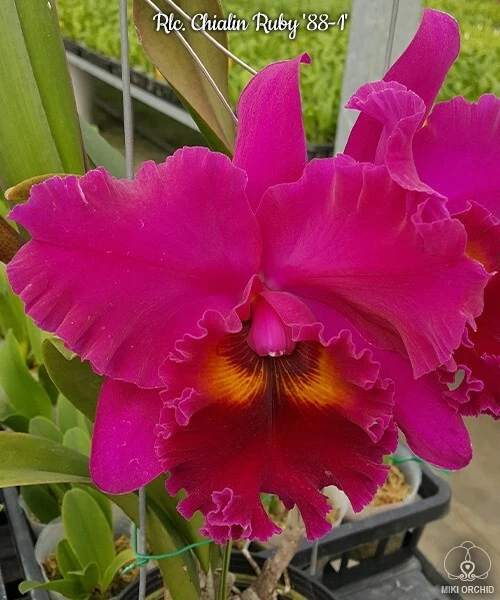 Orchid Orchidee Cattleya (Rlc.) Chialin Ruby '88-1' (22 Sr)