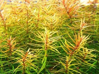 3 Stems Blood Stargrass! Live Aquarium Plants FREE S/H! Rare!! Gorgeous!!!