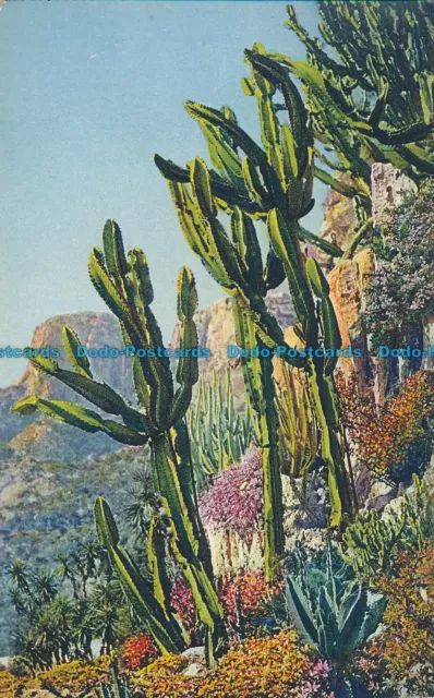 R014831 Exotischer Garten von Monaco. Euphorbia Neutra und Verschiedenes. Nr. 16. B. Hopkins