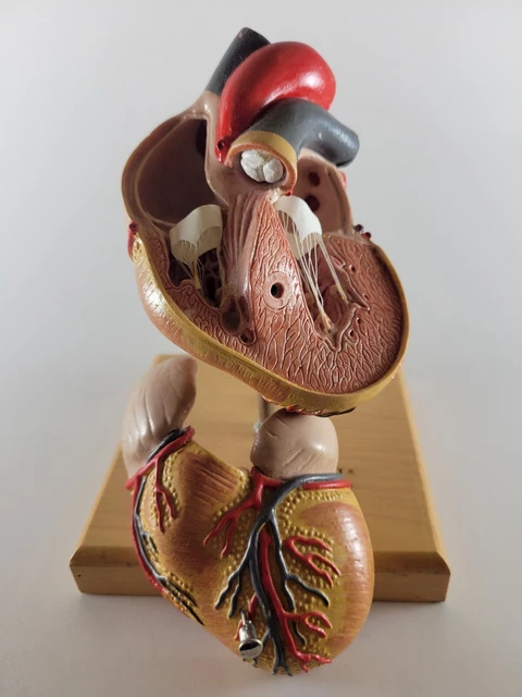 Human Heart Model Anatomical Models 2 Parts