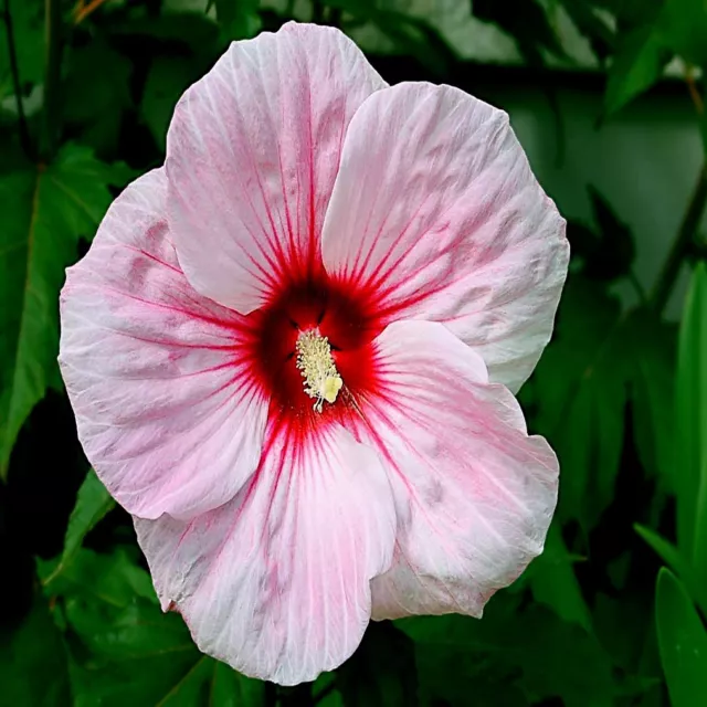 20 Pink Swamp Mallow Rose Seeds  "LARGE FLOWER" Hardy Hibiscus Fast Garden Plant
