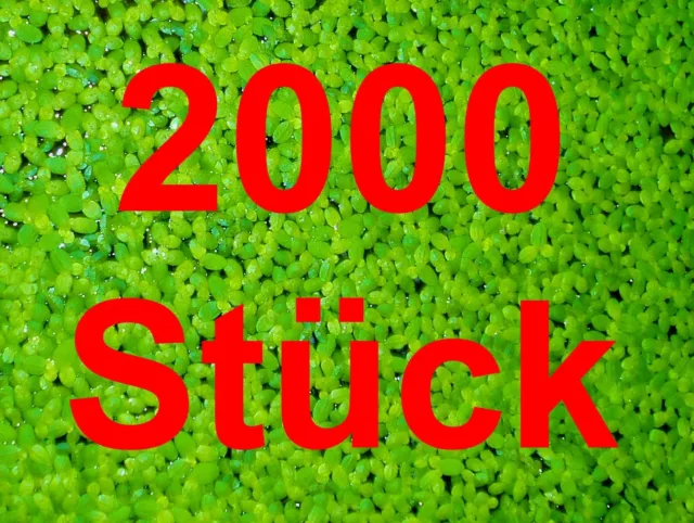 *LENTEJA DE AGUA 2000* Lemna Planta flotante Estanque Anti-Algas Plantas de agua