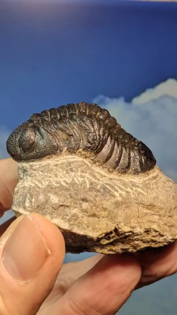 Barrandeops Trilobite Fossil on prepped matrix 67mm x 55mm Beautiful