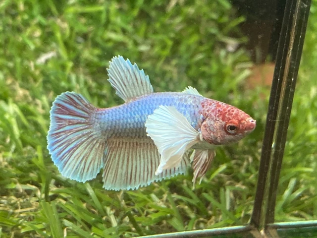 Live Betta Fish - Female - Fancy Dumbo Betta HMPK , Age 3 month From Thailand