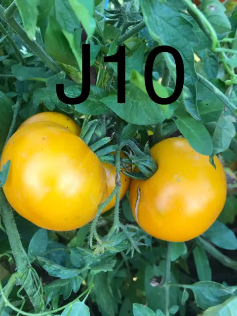 graine tomate taille moyenne variété "JAUNE NEGIB" (frais de port unique)