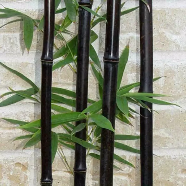 Free Post Australia Black Bamboo Seeds Tallest Exotic Plant Seed