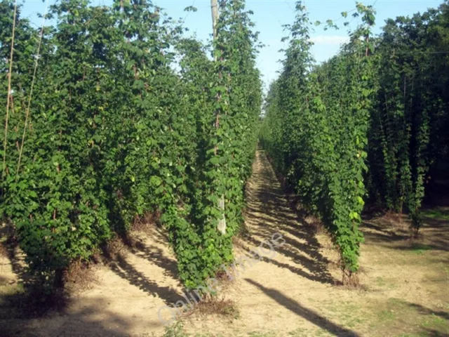 Photo 6x4 Hop field Linkhill Also see[[1351515]][[1351309]][[135131 c2009