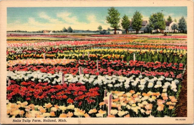 Nelis Tulip Farm. Holland, Michigan. Vintage Linen Postcard