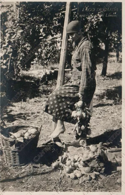 1935 TRENTO Lago di Garda spiccatura dei limoni Costume Cartolina fotografica