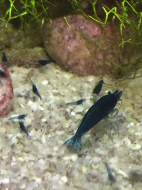 crevettes blue velvet aquarium eau douce