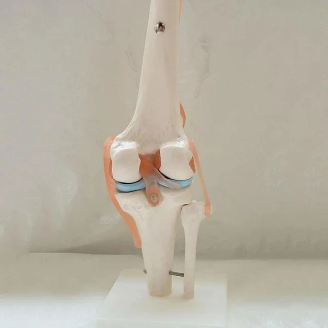 LEG NERVE KNEE Joint Anatomy Model Human Skeleton Medical Science