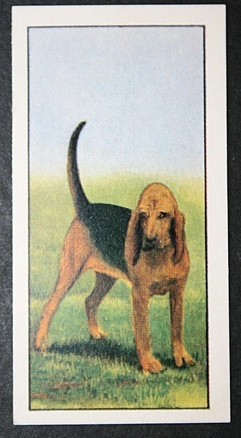 BLOODHOUND   Vintage 1961 Dog Card   VC25M