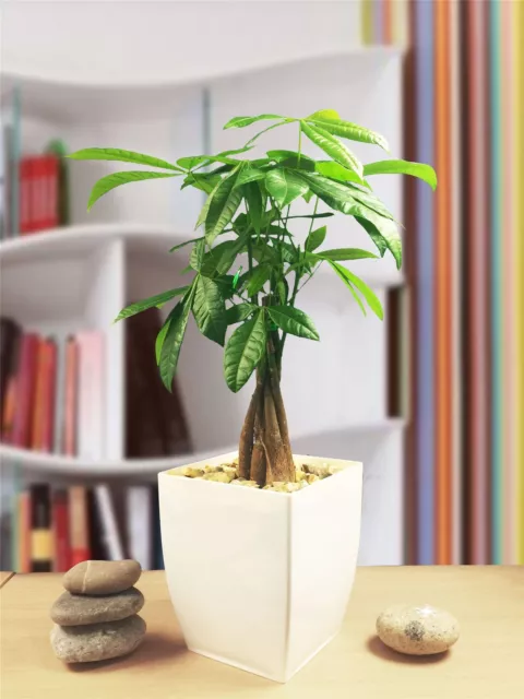 Evergreen Money Tree Pachira Fortune Plant Gloss White Milano Pot House Office