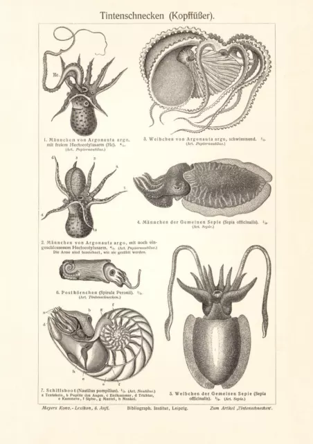 Tintenschnecken historischer Druck Holzstich ca. 1908 antike Bildtafel Zoologie