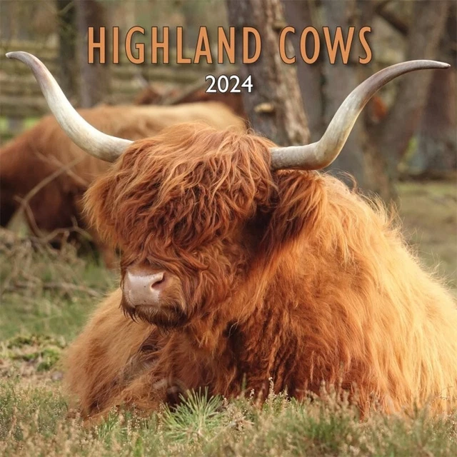 HIGHLAND COWS 2024 Calendar Cattle Farming Worldwide Dates 24cm x 24cm