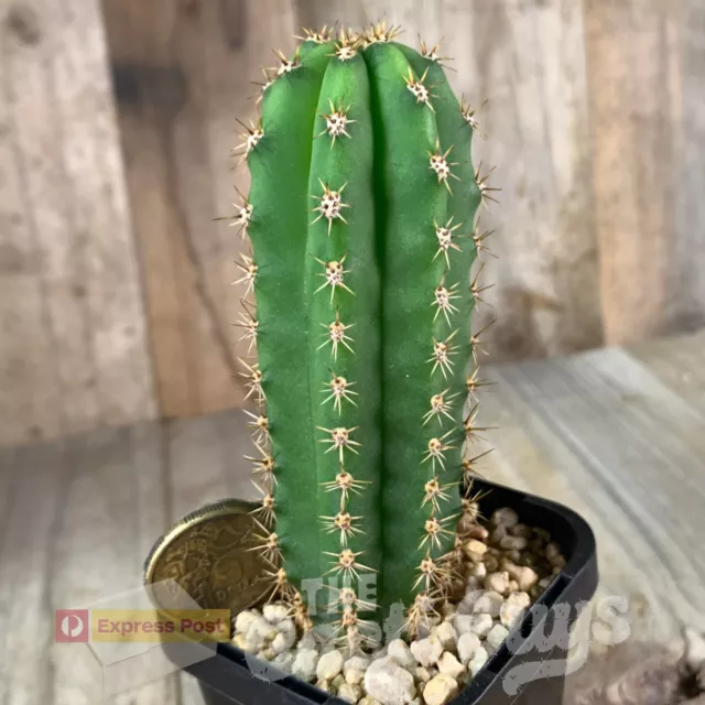 peru. 'Fitzroy’ x Open [shown in 68mm pot] Rare Cactus Succulent 232