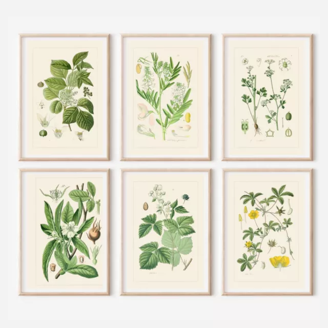 Set of 6 Antique￼ Repro￼ FLORAL ILLUSTRATION ART PRINTS picture Home - A4 Sized