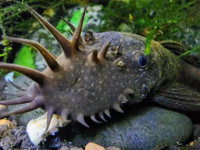 Common Black Bristlenose/Bushynose pleco live fish 3/4 -1 " 5 PACK !!