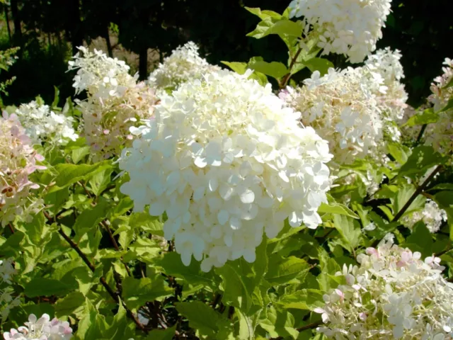 1 Pflanze Von Hydrangea Hortensia Paniculata Phantom Vase 18CM