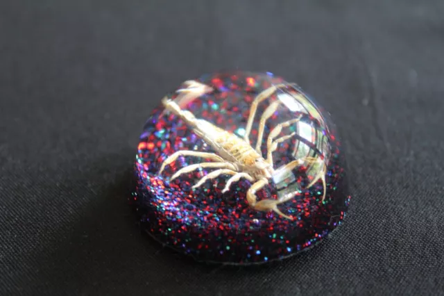 Real Scorpion Lucite Acrylic Paperweight Vintage 2” Wide 1” Tall Made in USA