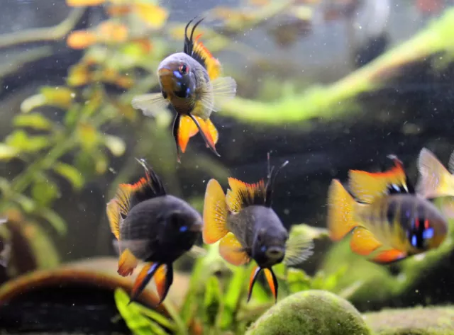 German Black Ram Dwarf Cichlid Unsexed (1-1.5") Live Freshwater Fish