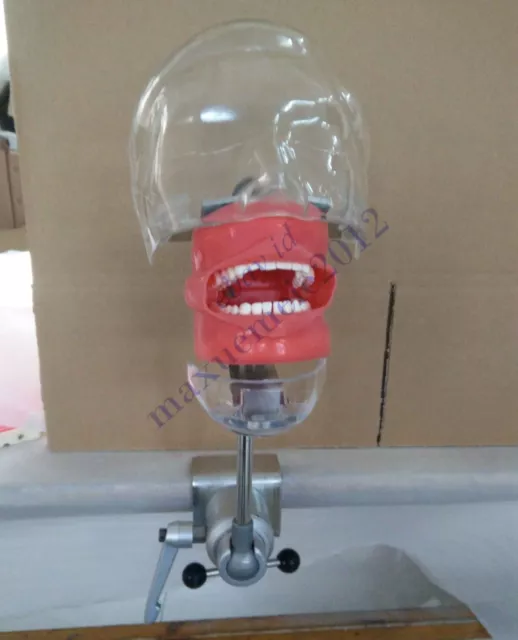 Dental Simulator Manikin Phantom Bench Mount Teeth Tooth Typodont ARTMED
