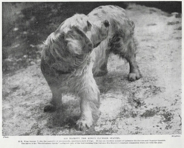 Clumber Spaniel - 1934 Vintage Dog Art "Photo" Print - MATTED