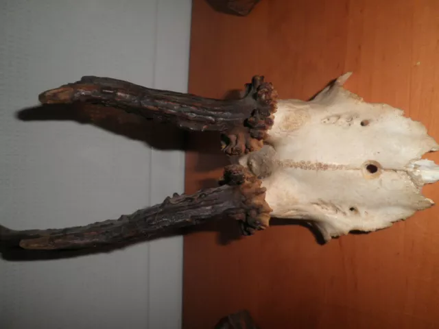 Trofeos Cazador 6 Craneos Cornamenta Cuerno Taxidermia Craneos Gamo? Metopas 3