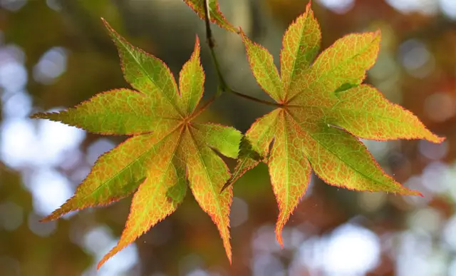 1-1000 PCS Japanese Maple Tree Seeds Acer Palmatum Autumn Fall Yellow Red 0179