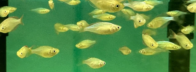 Dwarf Neon Rainbow Fish 1.25” (10 Pack) -Live Freshwater Tropical Aquarium Fish