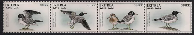 Eritrea Stamp 262  - White-eyed gull